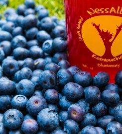 NessAlla Kombucha