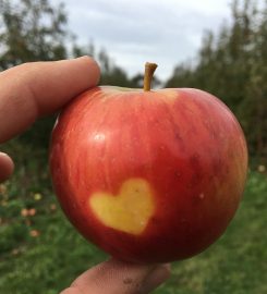 Brix Cider